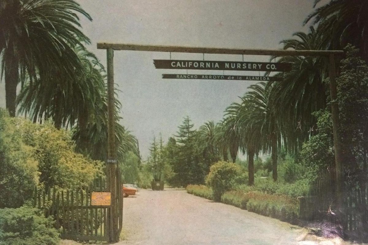 California Nursery: Roses, Adobe, and Living Landscape History