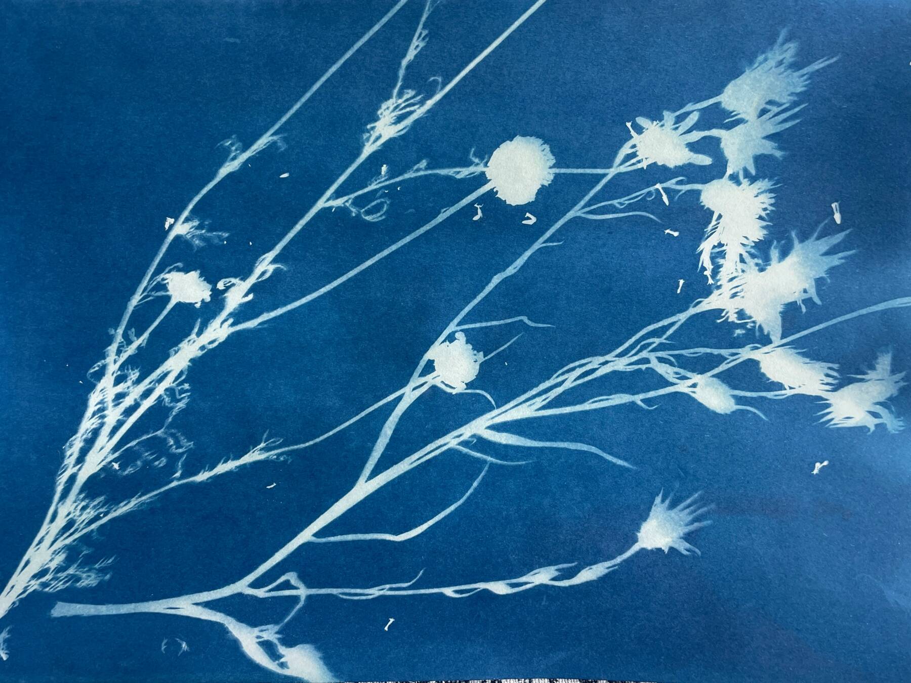 A cyanotype print showing delicate, white silhouettes of thistle-like plants with thin stems and round flower heads on a deep blue background.